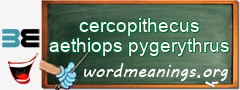 WordMeaning blackboard for cercopithecus aethiops pygerythrus